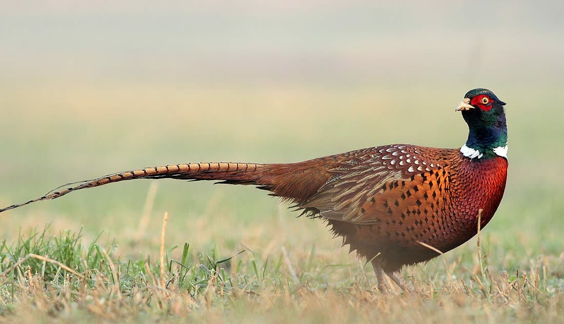 Pheasant