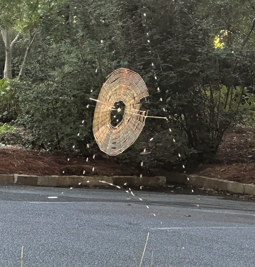 Spider web 2